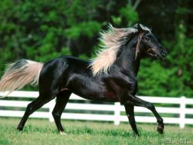 Black Beauty